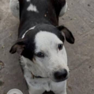 Missing: Black and White Male Indie Dog from IIM Calcutta, Joka, Kolkata