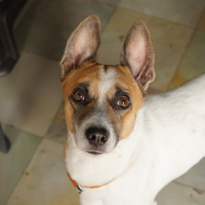 A White-Brown Mix Indie cross Dog Missing from L. B. Nagar, Hyderabad-2