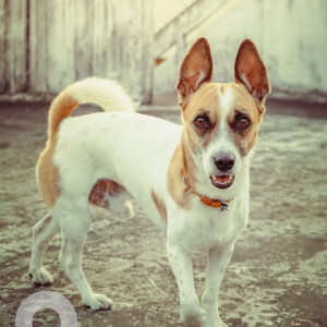 A White-Brown Mix Indie cross Dog Missing from L. B. Nagar, Hyderabad