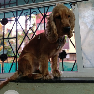 Missing: Brown Female Cocker Spaniel Dog from Donje Phata Sinhagad road