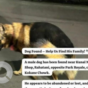 A Black and Brown German Shepherd Dog Found from Kalewadi, Pimpri Chinchwad