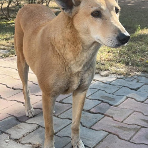 Missing: Brown Female Indie Dog from Sec 41A Chandigarh