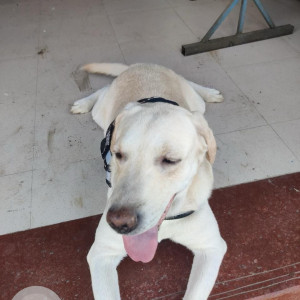 Missing: White Male Labrador Dog from Funtime theatre, Sinhgad road