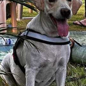 Missing: White Male Labrador Dog from Funtime theatre, Sinhgad road-2
