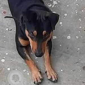 Missing: Black and Brown Male Indie Dog from Horamavu road towards Jayanti nagar-2