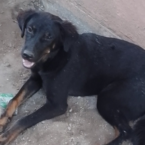 Missing: Black and Brown Male Indie Dog from Jodhadih more Bokaro steel city