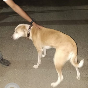 A White-Brown Mix Indie Dog Found from Kondhwa, Pune