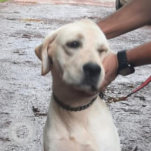 Found: White Male Labrador Dog from Assagao