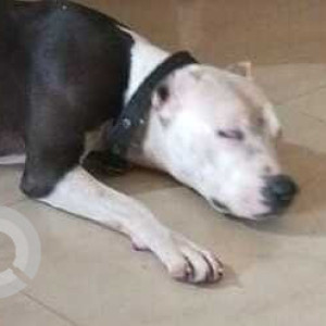 Found: Black and White Female Pitbull mix Dog from Kamat Gardens, Mapusa