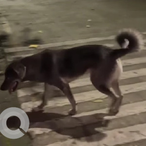 A White and Grey Indie Dog Found from ICS Colony, Pune-2
