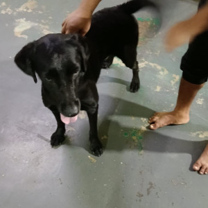 A Black Labrador Dog Found from Ovale, Thane
