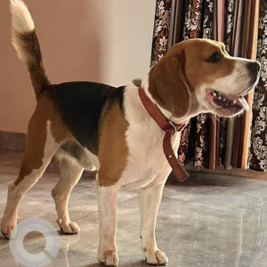 Found: White-Brown Mix Male Beagle Dog from RBI Layout Brigade Gardenia Park-4