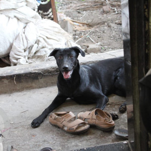 Missing: Black Male Indie Dog from Bhairavnath temple  Dashkriya Kondhwa-2