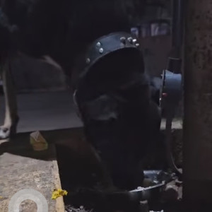 A Black Indie Dog Found from Fatima Nagar, Pune