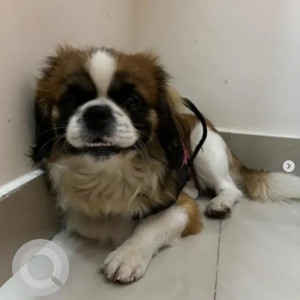 A White-Brown Mix Saint Bernard Dog Found from Wilson Garden, Bengaluru