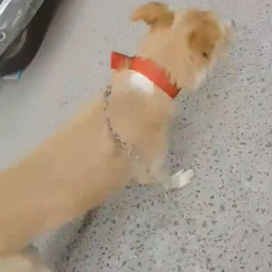 Missing: White-Brown Mix Male Indie Dog from Petrol pump , Dwarka sec 1 , near Maharaja Aggrasain Hospital-2