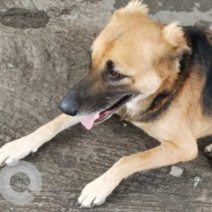 Found: Black and Brown Male German Shepherd Dog from Ganeshmala, Near hotel Sawai,  Sinhgad Road