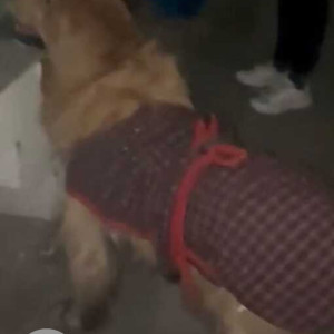 Found: Golden Male Golden Retriever Dog from Sector 11B, Chandigarh-2