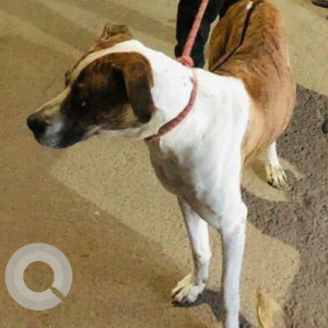 Found: White-Brown Mix Male Boxer Dog from Sector 18 Rohini, New Delhi