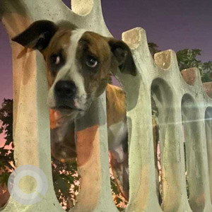 Found: White-Brown Mix Male Boxer Dog from Sector 18 Rohini, New Delhi-2