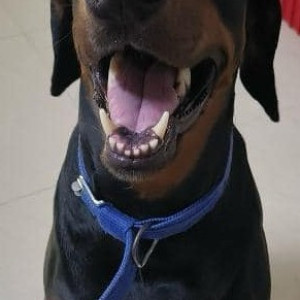 Black and Brown Male Doberman Dog is Missing from 45/28, 3rd main road, Selvam Nagar, Ponniammanmedu-3