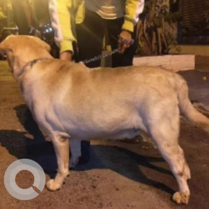 Found: Brown Female Labrador Dog from SeshadriPuram, Railway Parallel Road-2