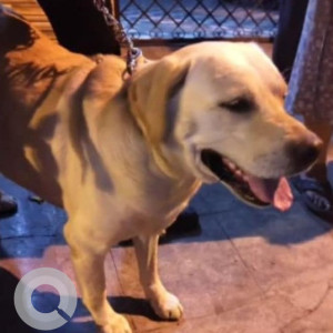 Found: Brown Female Labrador Dog from SeshadriPuram, Railway Parallel Road