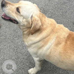 Found: Brown Male Labrador Dog from Seshadripuram College, Blore