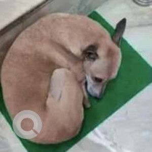 Missing: White Male Indie Dog from Rohini, Sector 22-2