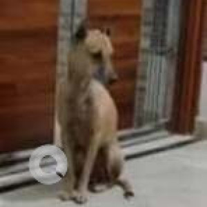 Missing: White Male Indie Dog from Rohini, Sector 22-3