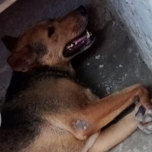 A Black and Brown Indie Dog Found from Jahangirpuri Colony, New Delhi