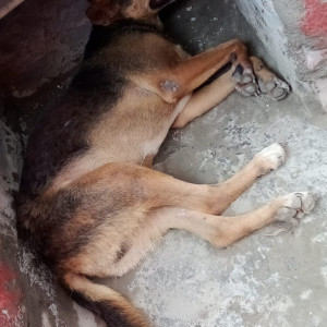 A Black and Brown Indie Dog Found from Jahangirpuri Colony, New Delhi-2