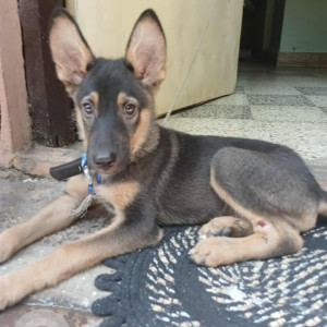 A Black and Brown German Shepherd Dog Missing from Khamla, Nagpur