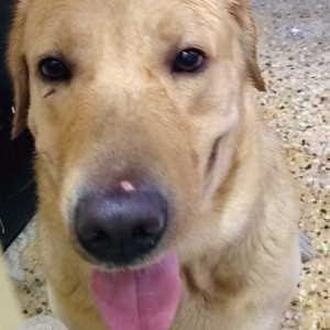 Found: Golden Male Labrador Dog from Isanpur, HL Patel Hall