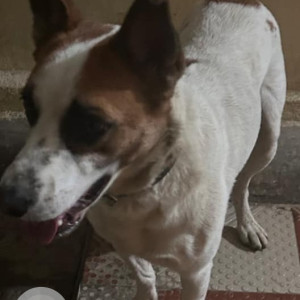 Found: White-Brown Mix Male Indie Dog from Btm layout 6th main, 2nd cross near Shantinikethan School