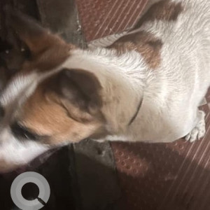 Found: White-Brown Mix Male Indie Dog from Btm layout 6th main, 2nd cross near Shantinikethan School-2