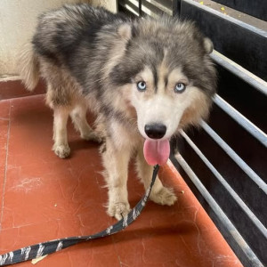Found: White and Grey Female Husky Dog from Srinidhi Public School, Chunchungatta