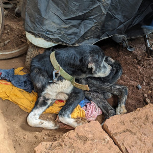 Found: Black and White Male Indie Dog from Alto Santacruz, Panjim, Goa-2