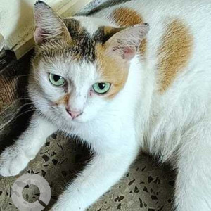 Missing: White-Brown Mix Not Available Calico Cat from 29 Cross Street, Basant nagar, Chennai