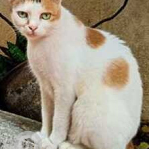 Missing: White-Brown Mix Not Available Calico Cat from 29 Cross Street, Basant nagar, Chennai-3