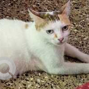 Missing: White-Brown Mix Not Available Calico Cat from 29 Cross Street, Basant nagar, Chennai-2