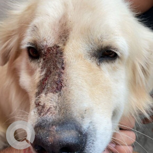 A White Labrador Dog Found from Jawahar Nagar, Hyderabad