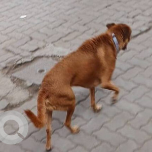 A Brown Indie Dog Found from Sadashiv Peth, Pune-2