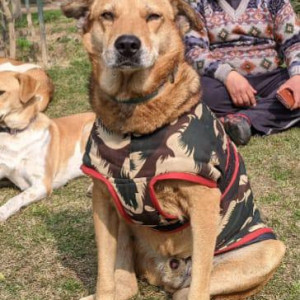 Missing: Brown Male Indie Dog from Noida, Sector-19, B Block Park, Behind Indo Gulf Hospital-3