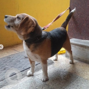 A Black and Brown Beagle Dog Found from Banashankari 2nd Stage, Bengaluru-3