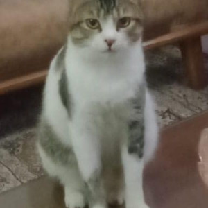 Missing: White and Grey Male Calico Cat from North Karachi-3