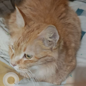 Found: White-Brown Mix Female Indie Cat from Vishwapriya layout-2