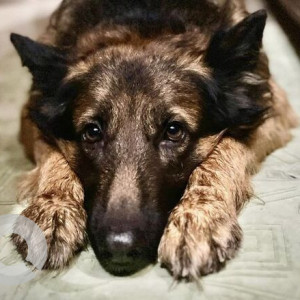 Missing: Black and Brown Male German shepherd Dog from Sundar Nagar, Chandigarh-2