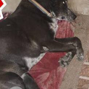 A Black and White Indie Dog Missing from Jeevan Bima Nagar, Bengaluru-2