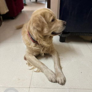 Missing: Golden Male Golden Retriever Dog from HBR 4th Block, Hennur